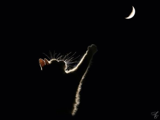 Get the moon from the sky - cat, Catomafia, Month