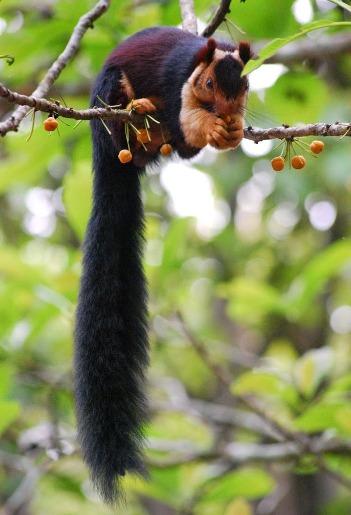 Indian squirrel - Indian Giant Squirrel, Squirrel, The photo