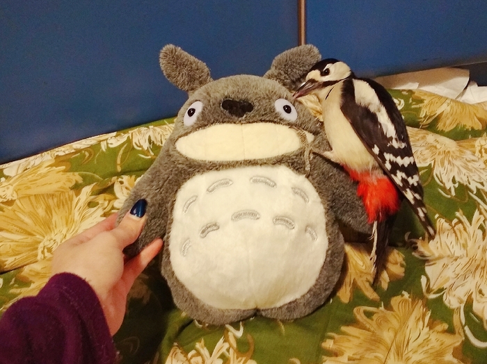 Мой сосед Дятел