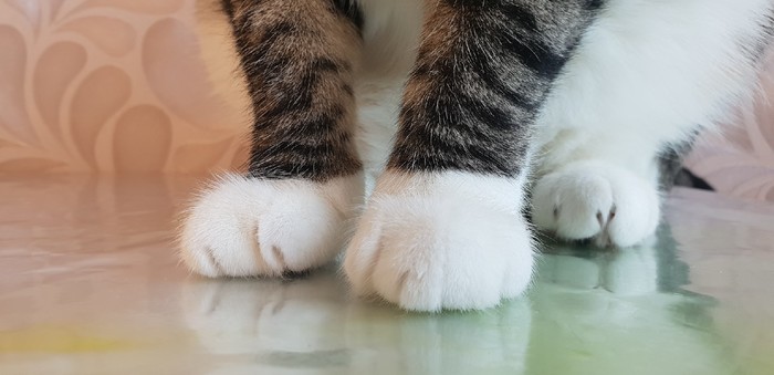 Shaggy legs - My, Animals, Pets, cat, Catomafia, Paws