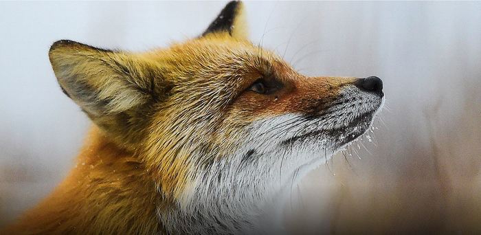 Wild foxes on Russky Island. - Дальний Восток, Russian island, Fox, Longpost