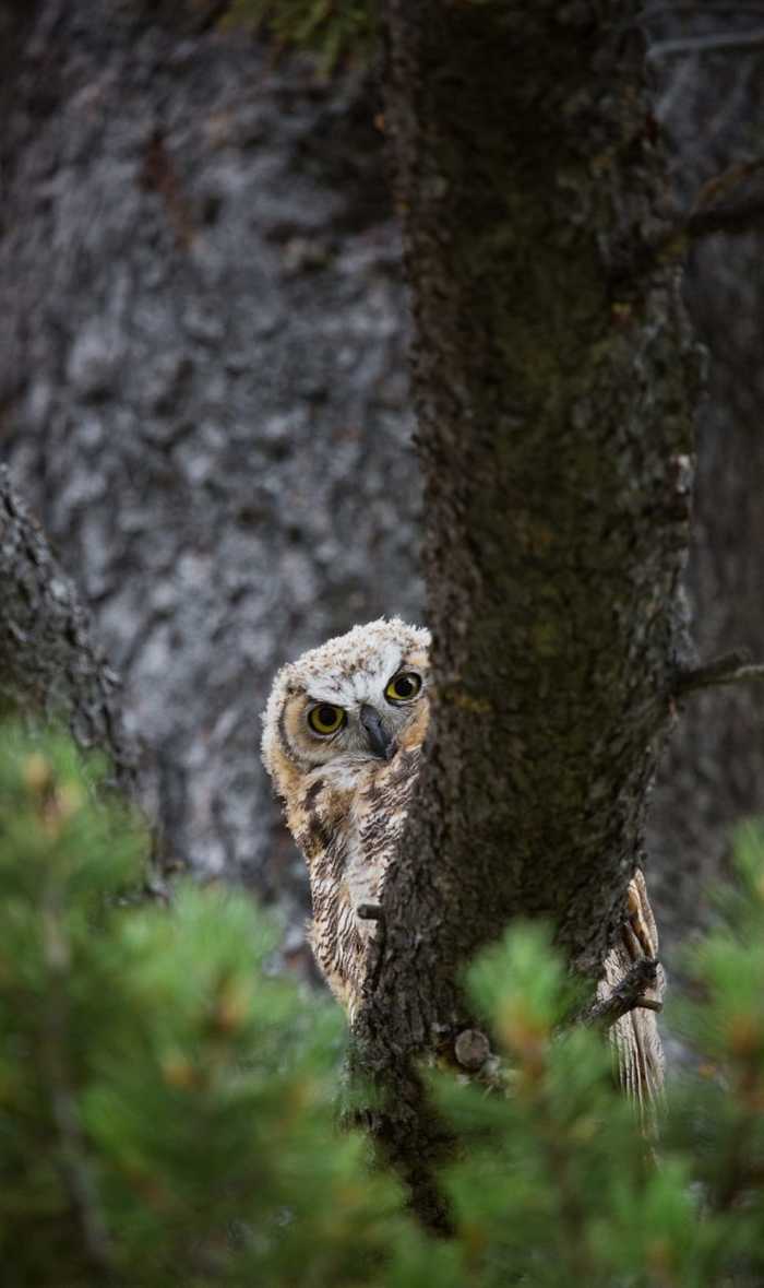 Hi - The photo, Owl, Forest