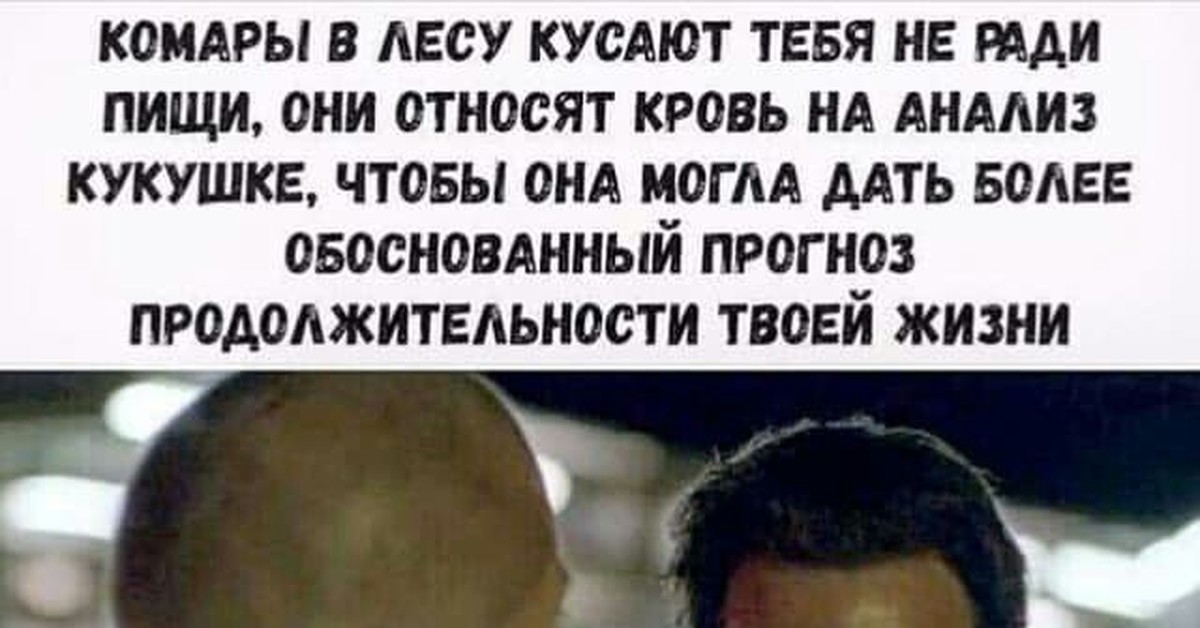 Сколько мне осталось жить. Комары в лесу кусают тебя не ради пищи. Комары относят кровь кукушке. Кукушка сколько мне жить осталось да разве это жизнь. А что если комары относят кровь кукушке.