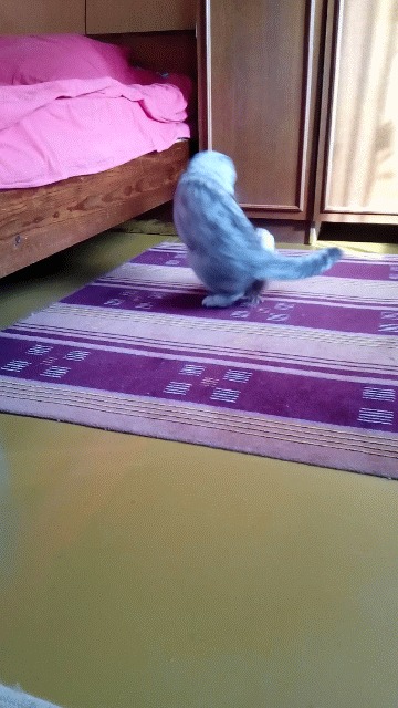 Ай-нанэ-нанэ