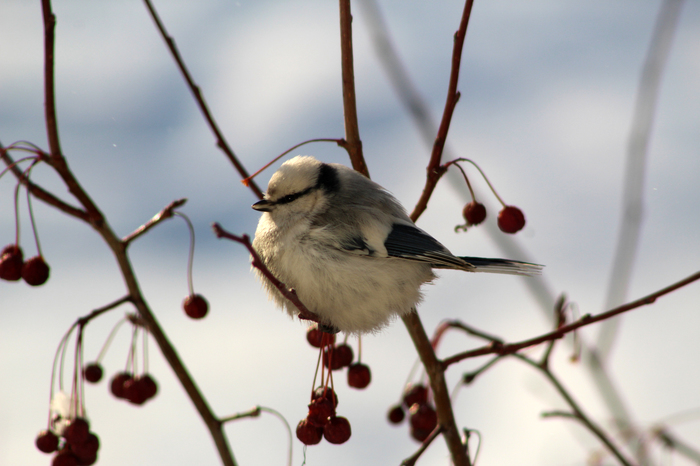 White tit? - My, Birds, The photo, Tit, Lazorevka