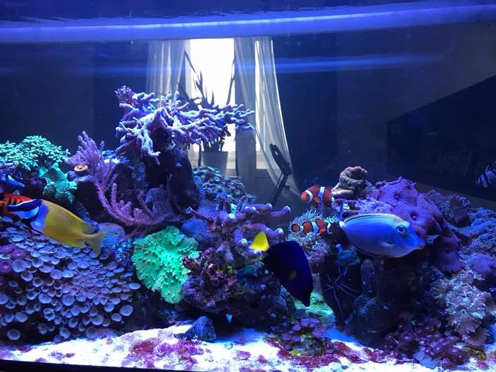 Denis Mitrofanov Marine Aquarium (aquaMegaClub) - Sea Acarium, Aquarium, Longpost