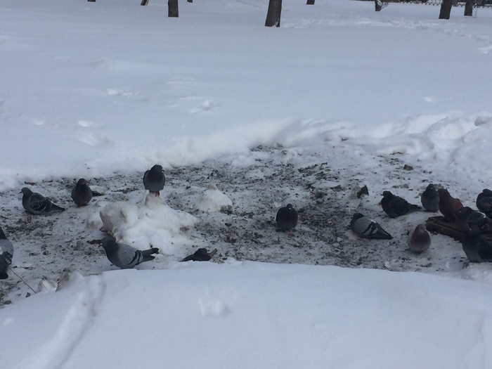 Собрание голубей