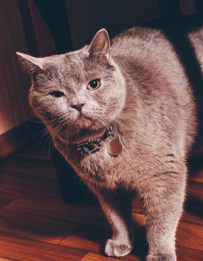   . ! , Blue, , Shorthair, British, ,  