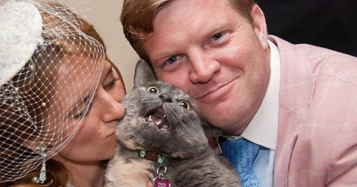 Жених согласен. Кот на свадьбе. Кот жених. Кошка невеста. Свадебные коты.