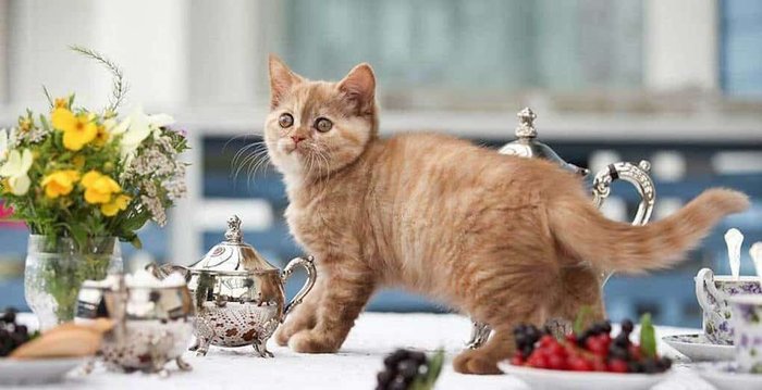 почему коты такие вредные. Смотреть фото почему коты такие вредные. Смотреть картинку почему коты такие вредные. Картинка про почему коты такие вредные. Фото почему коты такие вредные