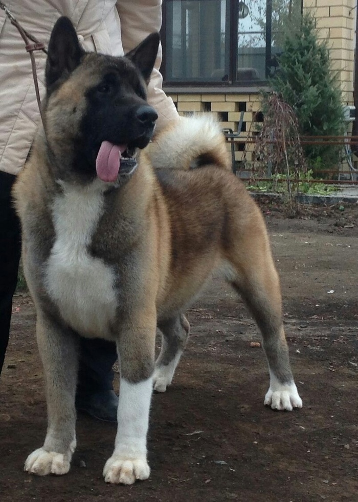 Philip Grigorievich, in responsible hands - My, Looking for a home, Dog, , In good hands, , American Akita, Astrakhan, Longpost