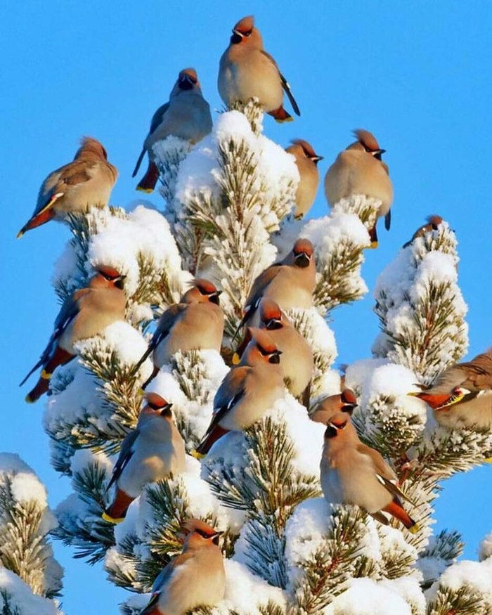 Кучно сидят