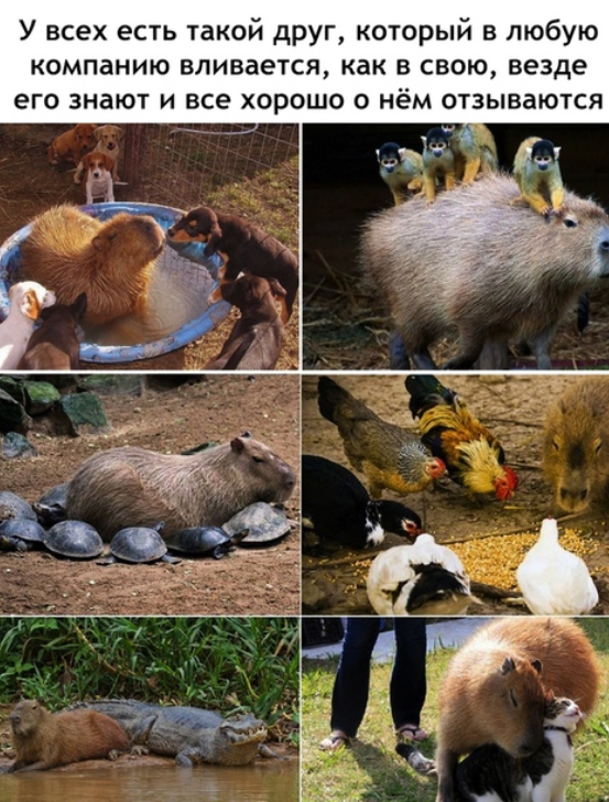 Friend - Picture with text, Capybara, Friend, From the network