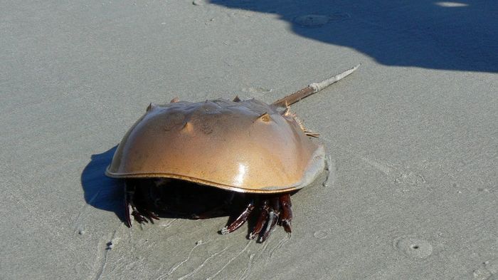 Horseshoe crabs in the aquarium: conditions of detention. Video - Aquarium, Sea Acarium, Video