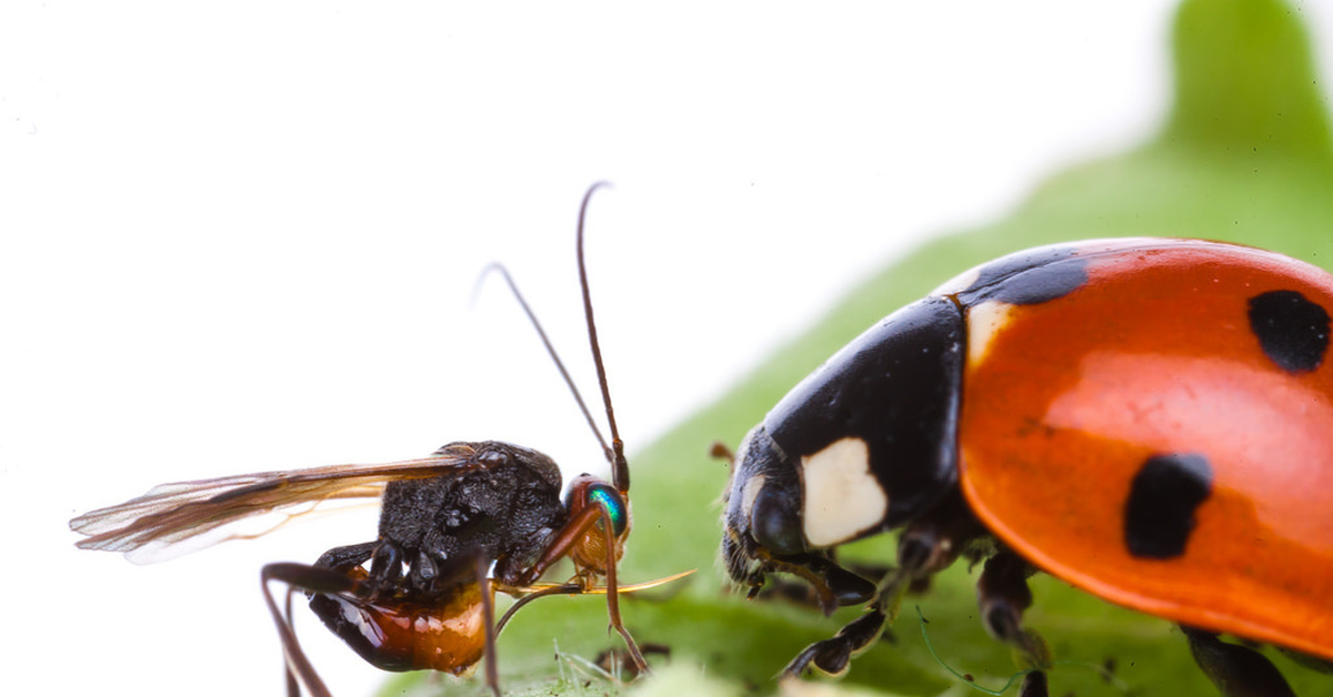 динокампусы. Megalocaria божья коровка. ос коровка. ос коровка. комар муравей.
