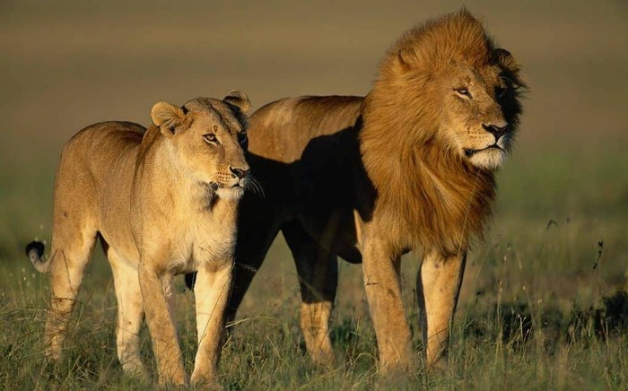 Natgeowild - My, a lion, Savannah, Wild animals