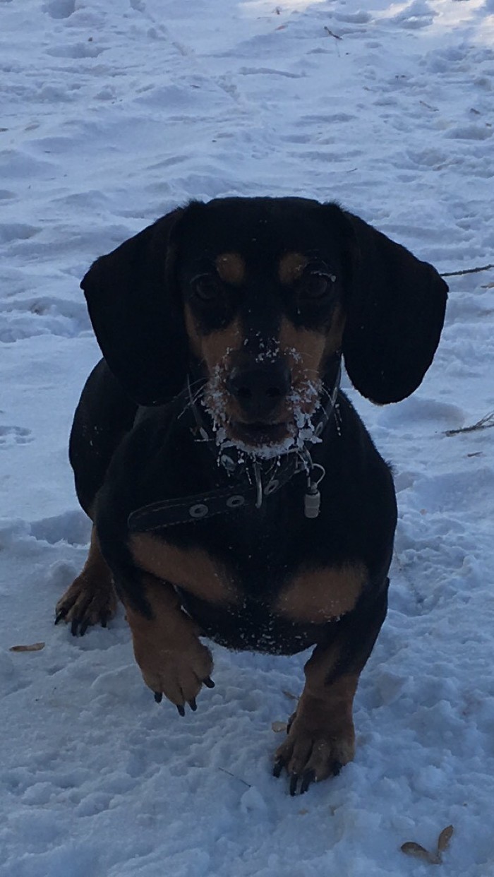 Taxibus in the cold - My, Dachshund, freezing, Busya, Dog