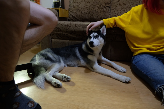 Нужна помощь лиги юристов в инциденте с собакой Юридическая консультация, Юридическая помощь, Собака, Сибирский хаски, Длиннопост, Без рейтинга