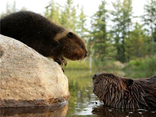 Kill the beaver? Cute furry or furry pests. - My, Beavers, Pests, Wild animals, Longpost