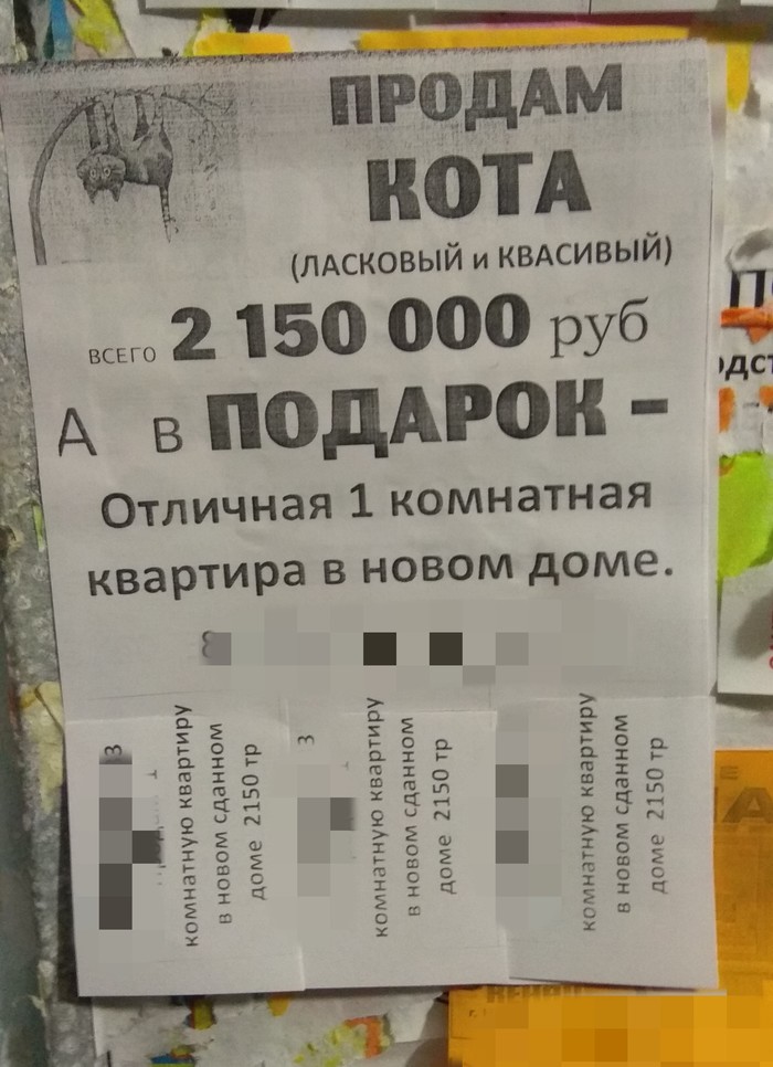 Продам кота