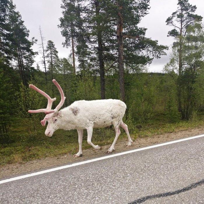 Albino deer in Lapland - Deer, Albino, Lapland, Finland, Road, Deer