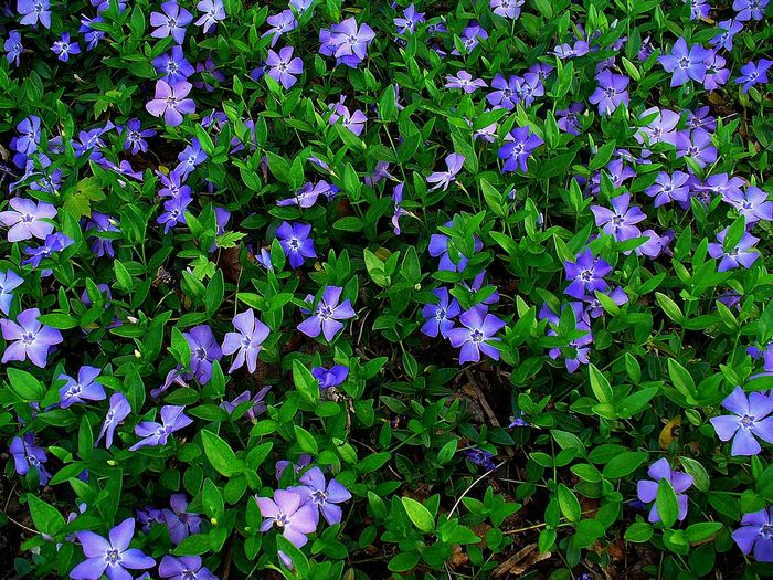Let's grow a luxurious carpet - My, Periwinkle, Garden, , Stunted, Longpost