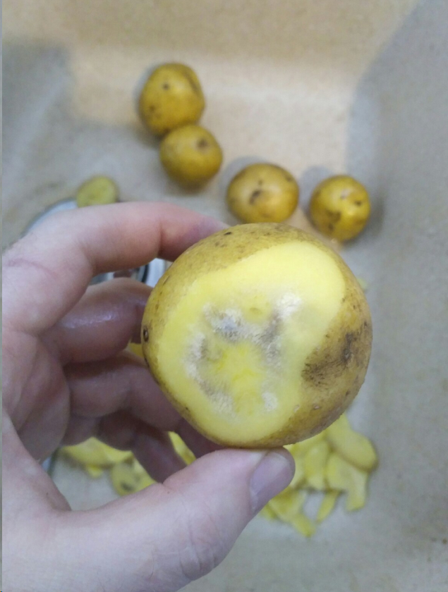 What happened to potatoes? - Potato, Supermarket, Longpost