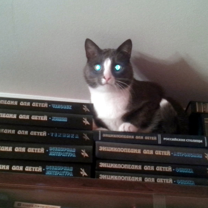 At the heights of knowledge - My, cat, Catomafia