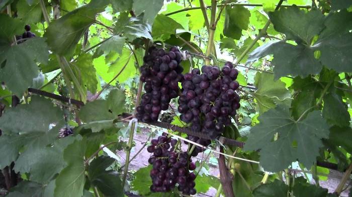 Календарь работ на винограднике или как ухаживать за виноградом