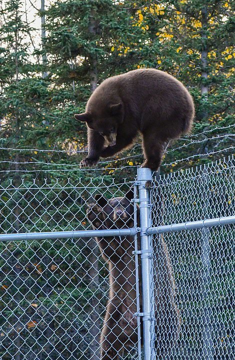 THE ESCAPE - Alaska, Animals, The Bears, USA, Longpost