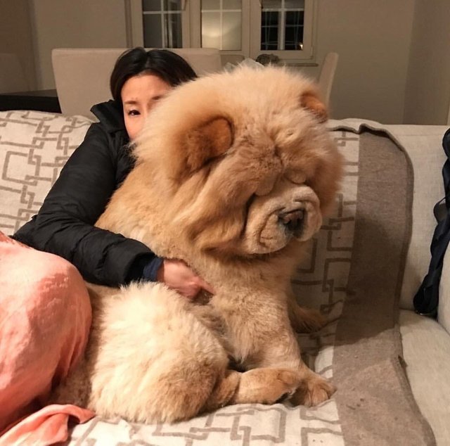 Big boy - Dog, The photo, Chow Chow