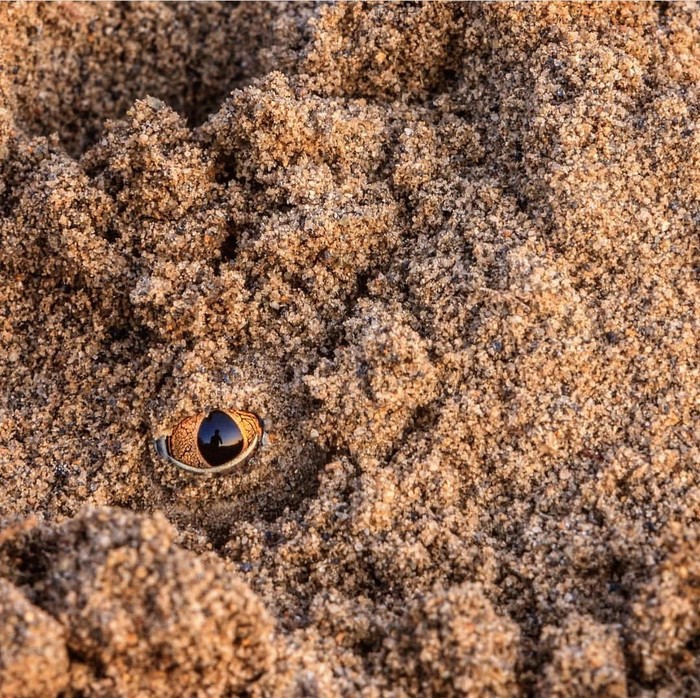 I'm watching you... - Frogs, Wild World, Amphibians, Longpost, Animals