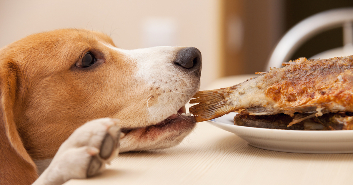 Hacer comida casera para perros