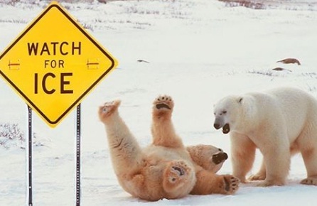 Beware of ice - The Bears, Ice, Signs, Slippery, Polar bear