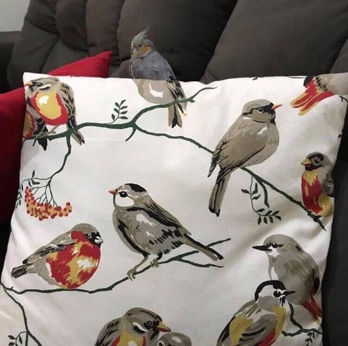 When you went beyond social norms and you sit there alone like bullshit - Birds, Pillow, Drawing, Coincidence, A parrot, Sparrow, Corella