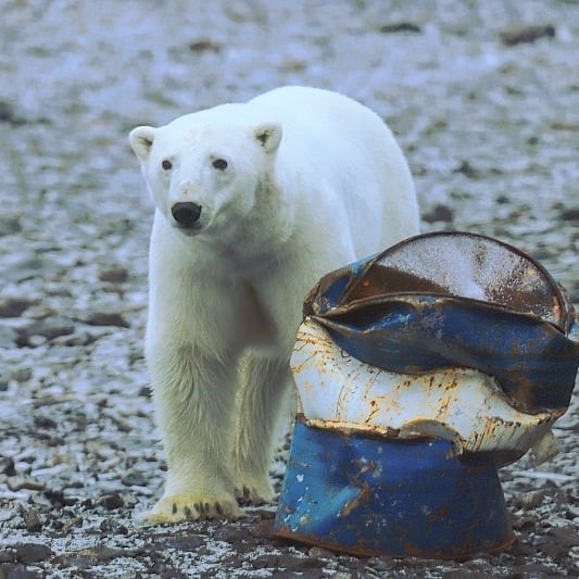 Umka is not the same anymore... - Novaya Zemlya Archipelago, Arkhangelsk region, Polar bear, Invasion, The photo, Video, Instagram, Longpost