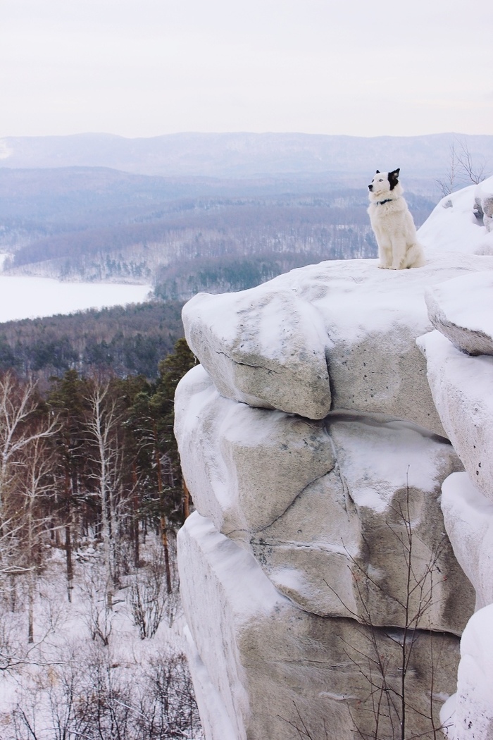 Arakul Shihans. Chelyabinsk region - Chelyabinsk region, Southern Urals, Arakul Shikhan, Dog, Winter, The mountains, Nature, The photo