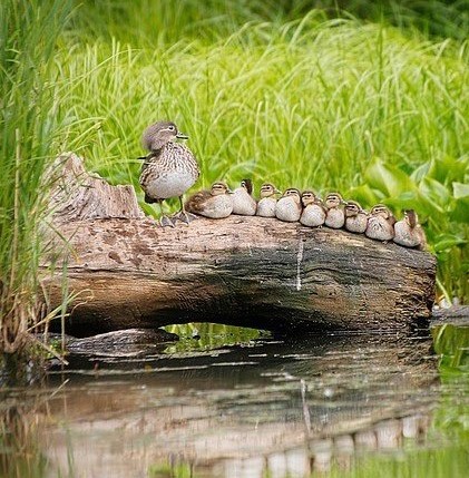 Девяток яиц - Фотография, Птицы, Утка, Утята