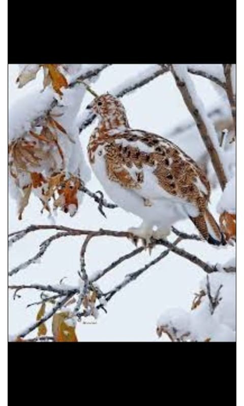 What kind of bird? - My, Birds, Nature