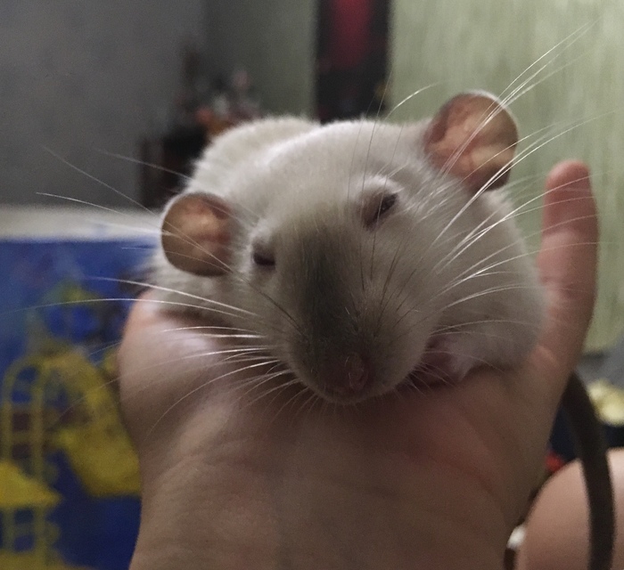 Well settled - My, Rat, Dream, Happiness, Animals