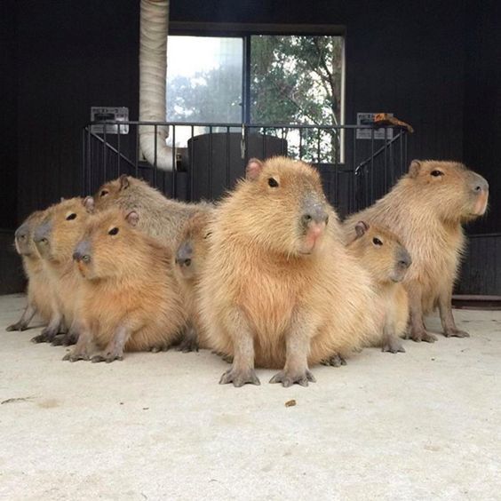 capybanda - The photo, Capybara, Gang, Milota