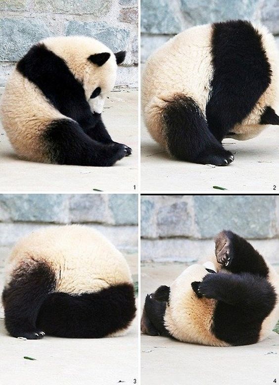 How to roll properly - The photo, Panda, Somersault, Milota