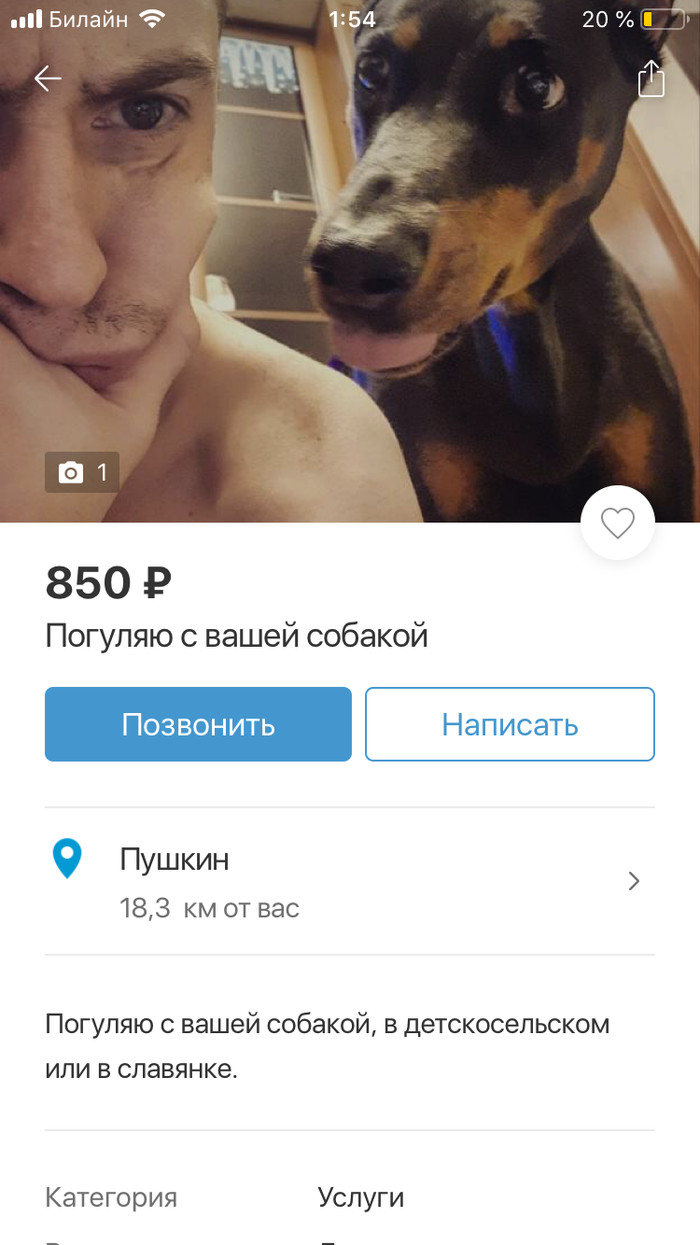 I will walk with your dog - My, Announcement, Picture with text, Interesting, Dog