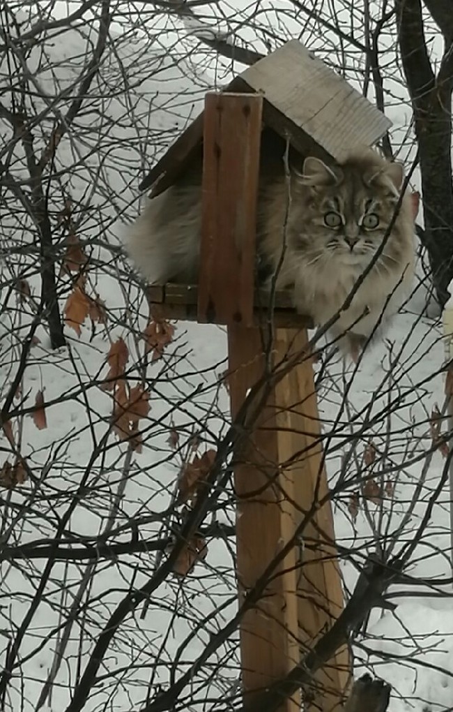 Slightly overfed chickadee - My, cat, Trough, Outside the window, Winter