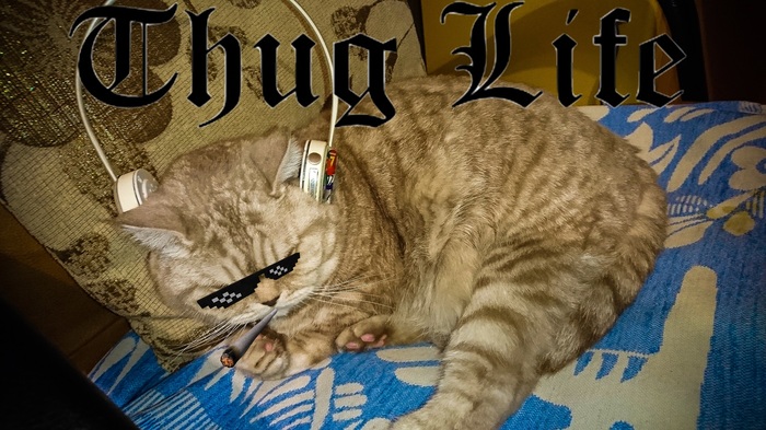 Our cat listens to Strauss - My, cat, Thug life, Music