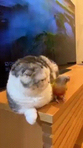 ,  !