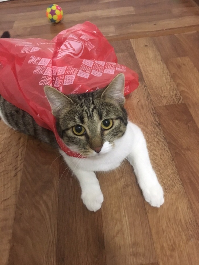 Another superhero - My, cat, In the package