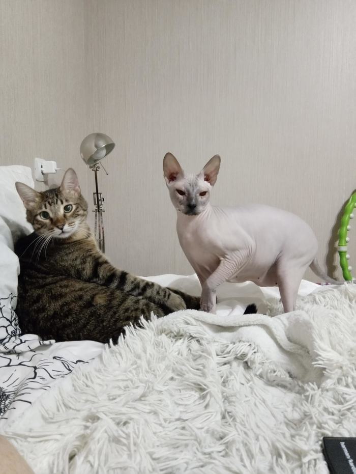 что делать если кошка ходит в туалет в ванну. Смотреть фото что делать если кошка ходит в туалет в ванну. Смотреть картинку что делать если кошка ходит в туалет в ванну. Картинка про что делать если кошка ходит в туалет в ванну. Фото что делать если кошка ходит в туалет в ванну