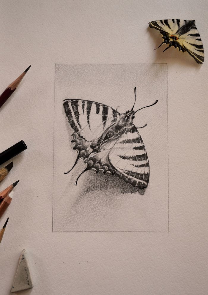 Sketches from nature: a butterfly and a grasshopper - My, Pencil drawing, Art, Insects, Longpost, Butterfly, Grasshopper, Drawing, Graphics, Animalistics