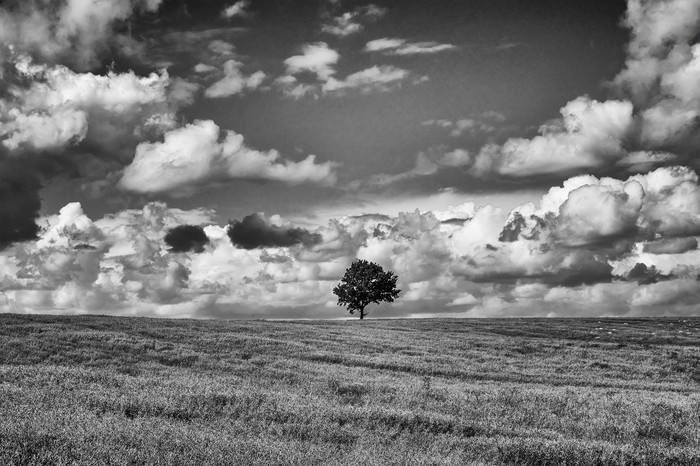Abstraction - Field, Tree, Black and white photo